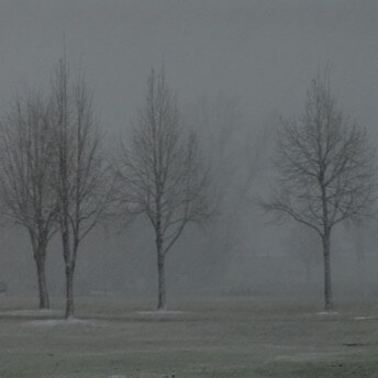 Still from About Face: The Story of Gwendellin Bradshaw. Shot of trees without leaves in the winter, it is dark.