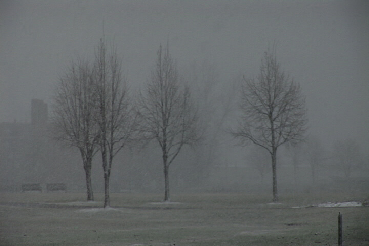Still from About Face: The Story of Gwendellin Bradshaw. Shot of trees without leaves in the winter, it is dark.
