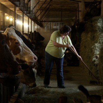 Still from Betting the Farm. A woman works cleaning hay in front of cows, they are all in a barn.