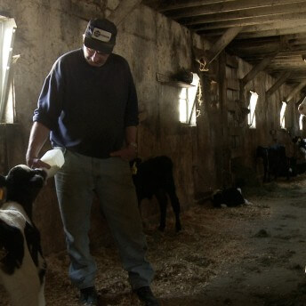 Still from Betting the Farm. A man is feeding a calf with a bottle, in a barn.