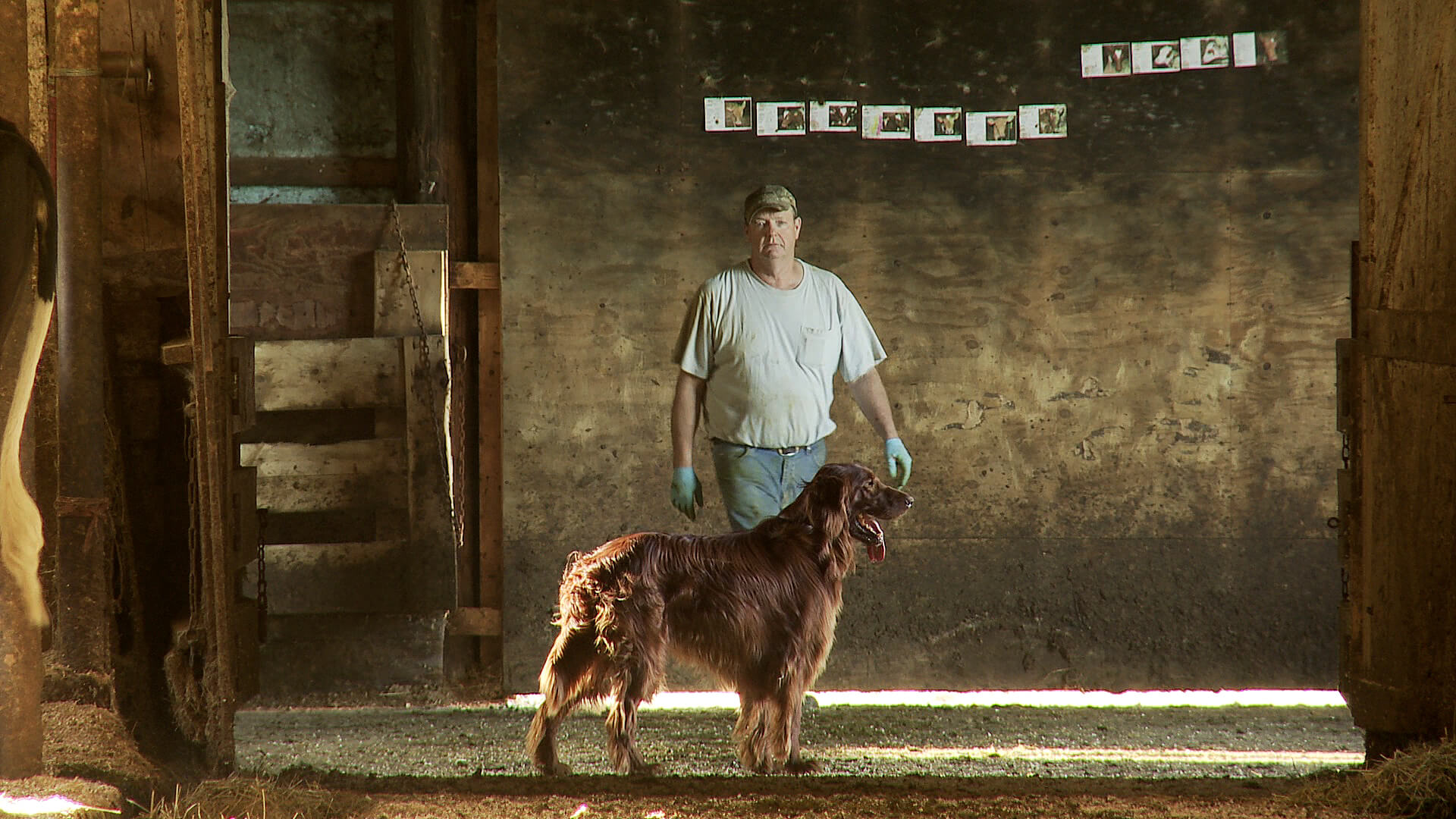 Still from Betting the Farm. A farmer with gloves walking toward a dog, in a barn.