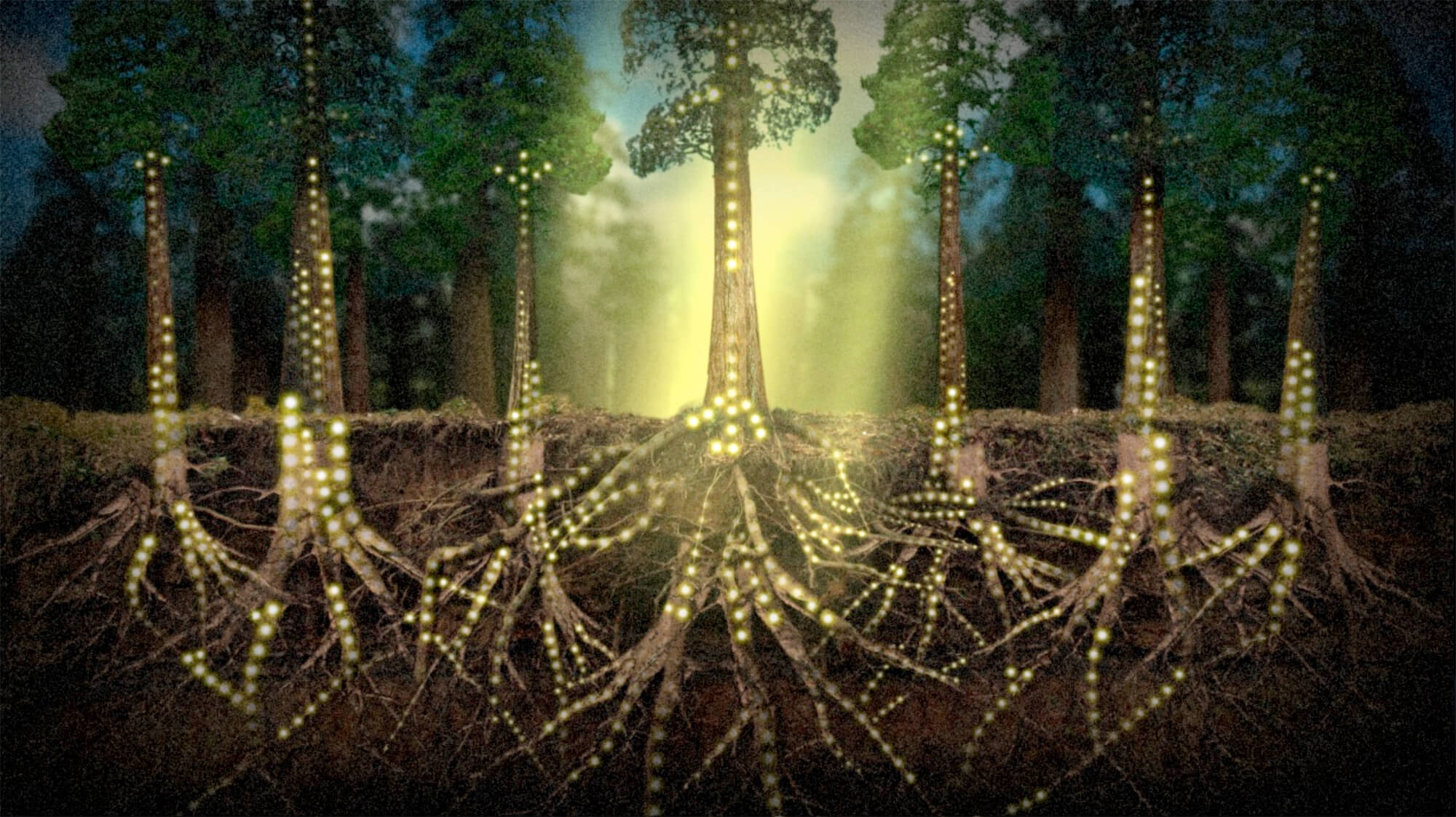 Illustration of enlightened trees.