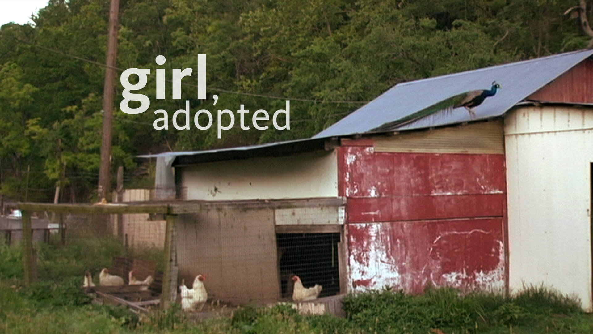 Title frame from Girl Adopted. A barn structure made of sheet metal. A peacock is walking on the roof. In the front part of the strucutre, there are several chickens in a wire mesh enclosure. The image also contains text at the top that shows the title of the film.