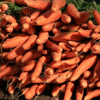 A large stack of carrots pointing towards the camera. Color photograph.