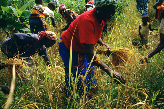 A woman in the foreground, wearing bright red shirt, blue wrap skirt, and headwrap, is collecting stalks of wheat with one hand and holds the bushel of wheat in her other hand. Other women and children are seen behind her in the field collecting wheat as well.