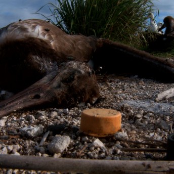 Still from Bag It. Ground-level shot, a dead albatross is lying on the ground, close to a plastic lid. There are alive albatross behind him.