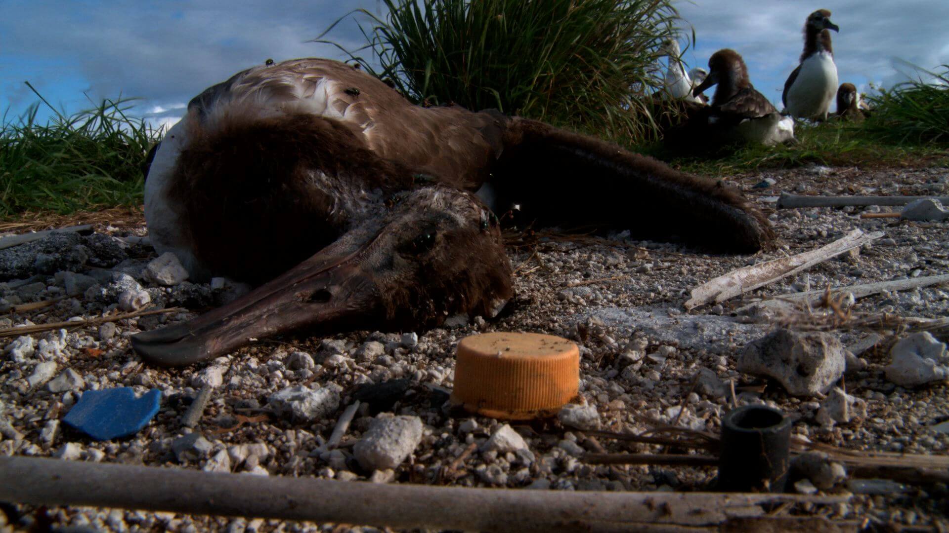 Still from Bag It. Ground-level shot, a dead albatross is lying on the ground, close to a plastic lid. There are alive albatross behind him.