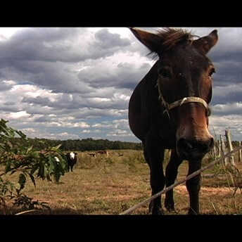 A still from The Color of Land. A horse faces the camera and stands in the middle of a field, wearing a harness over his head.