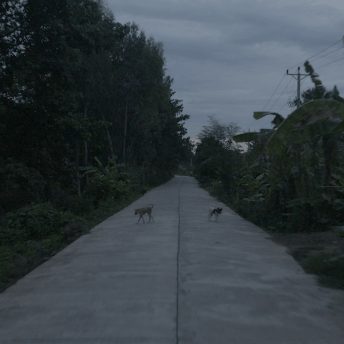 Still from Eskape. Center shot of a concrete road flanked on both sides with green vegetation, including trees and banana palms. A power line runs alongside the righthand side of the road. The sky is overcast. Two stray dogs, one brown and one black-and-white, are walking on the road.