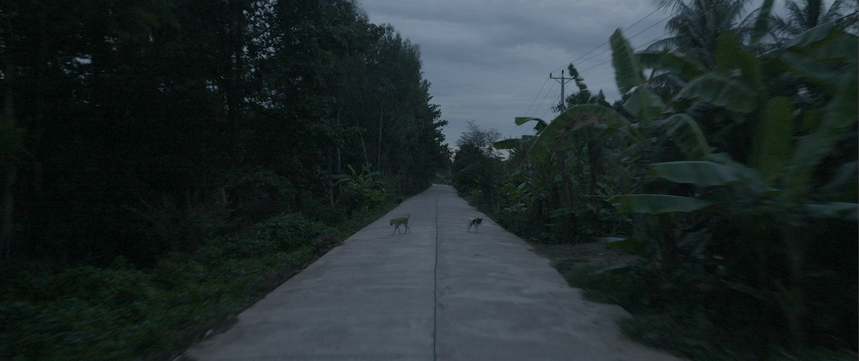 Still from Eskape. Center shot of a concrete road flanked on both sides with green vegetation, including trees and banana palms. A power line runs alongside the righthand side of the road. The sky is overcast. Two stray dogs, one brown and one black-and-white, are walking on the road.