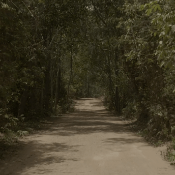 Still from Eskape. A dirt road leads straight, flanked on both sides by a lush green forest of trees and plants. Harsh shadows are cast on the ground from the bright sun overhead.
