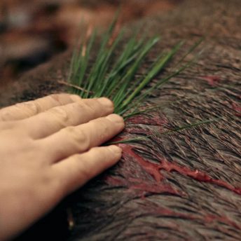 Still from One Shot One Kill. A hand holds a few blades of grass over a bloodied animal body.
