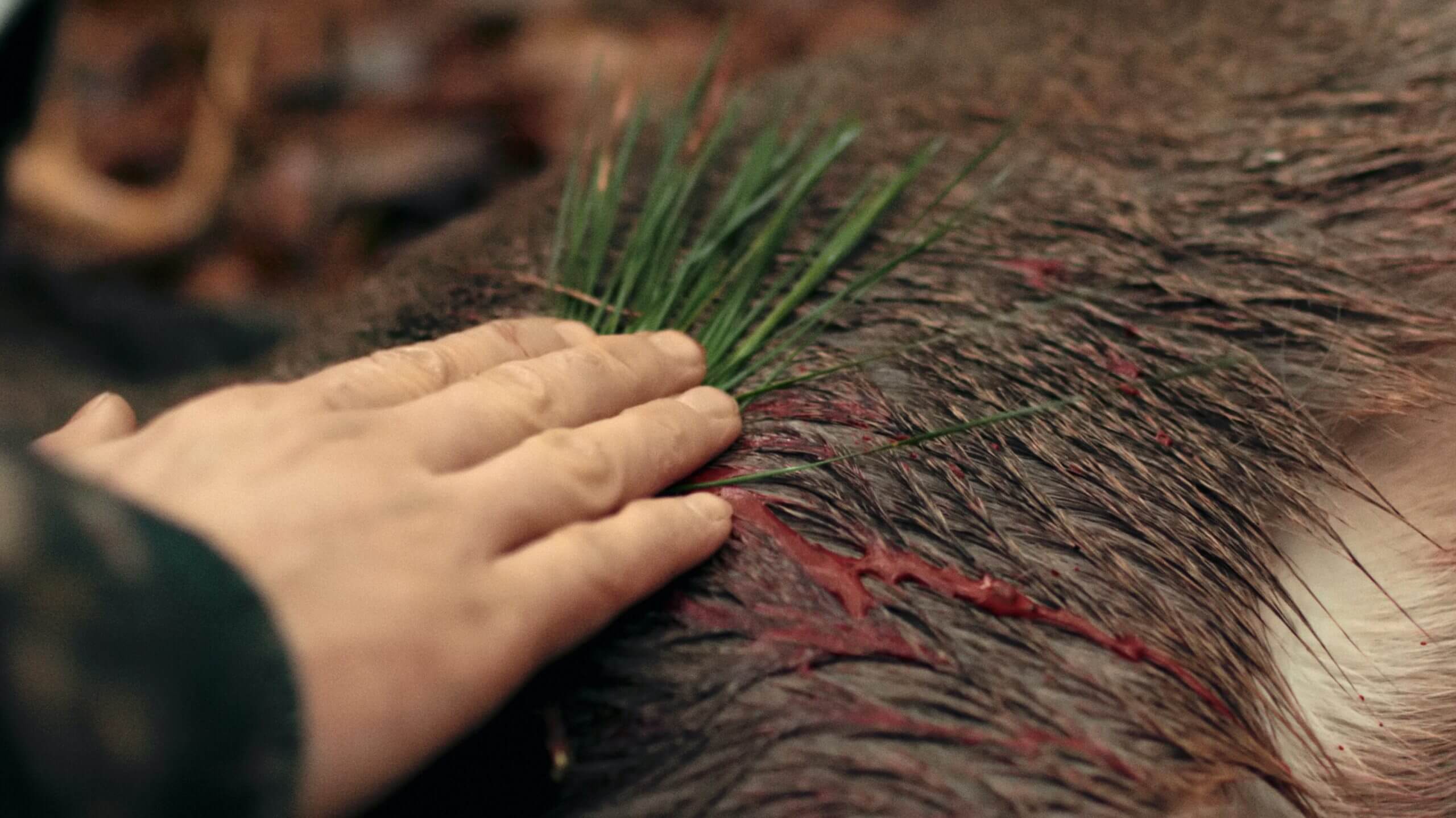 Still from One Shot One Kill. A hand holds a few blades of grass over a bloodied animal body.