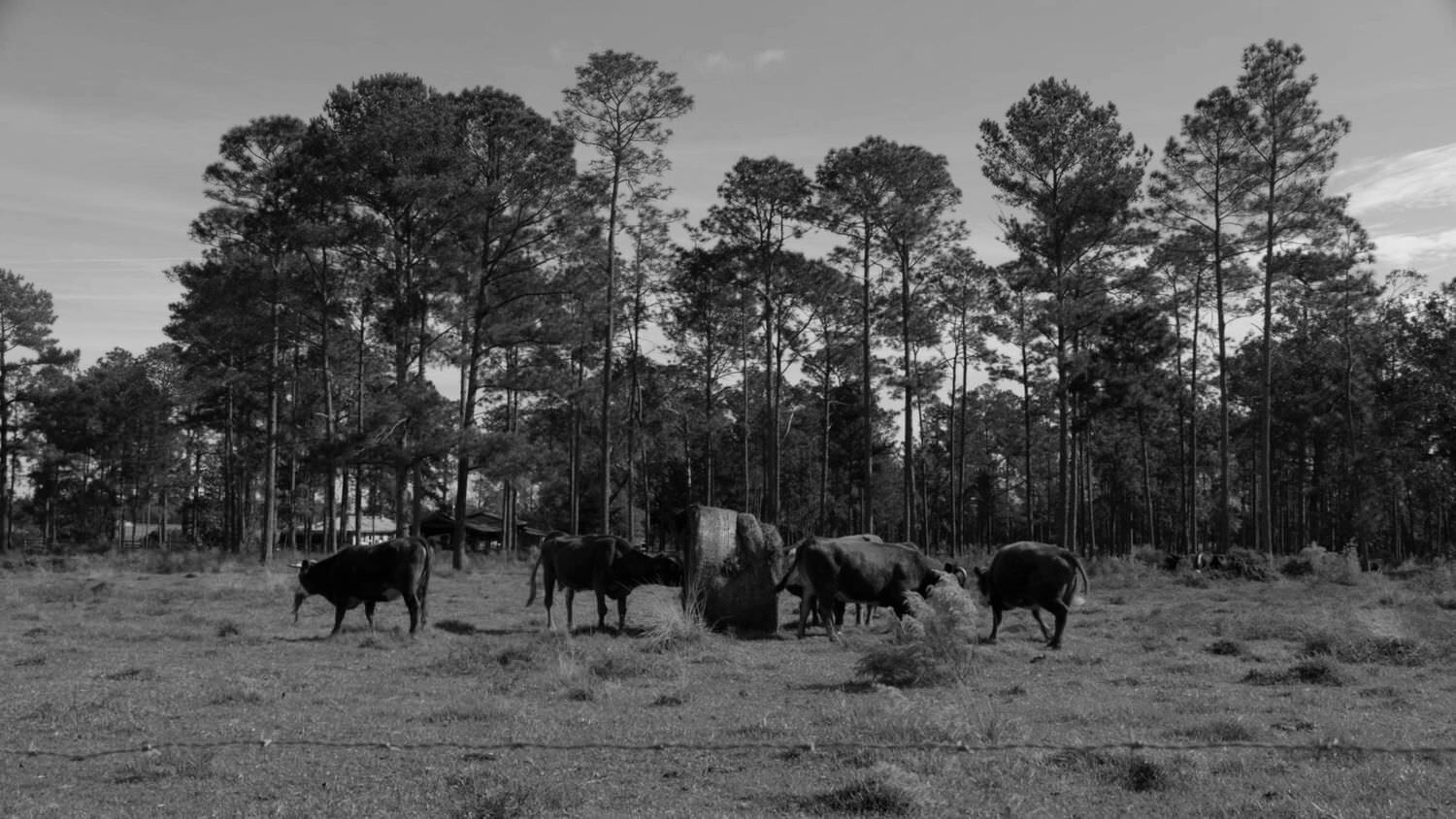 Livestock at a feeding station in a field, some of them eat hey. Black and white shot.