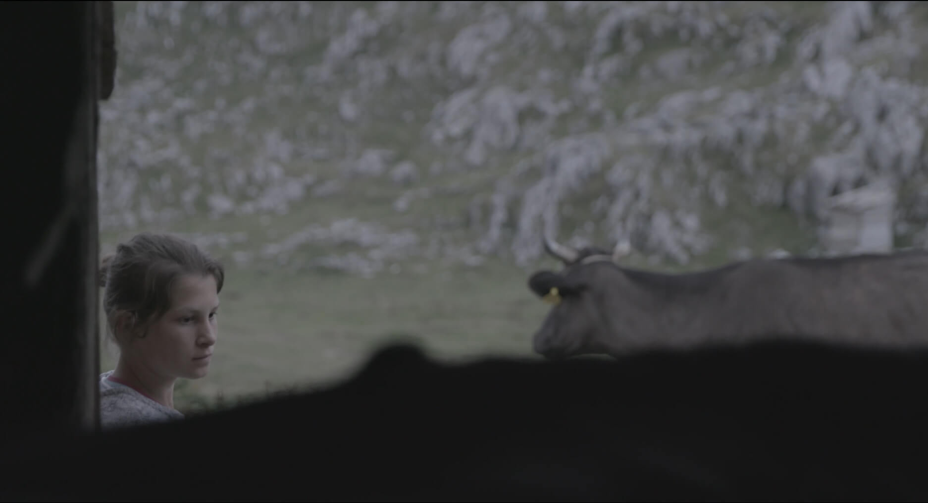 A still from the Last Nomads. A person's head pokes up from behind a structure. They are standing next to a cow, part of which is also obscured by the same structure. A large green mountain is in the background.