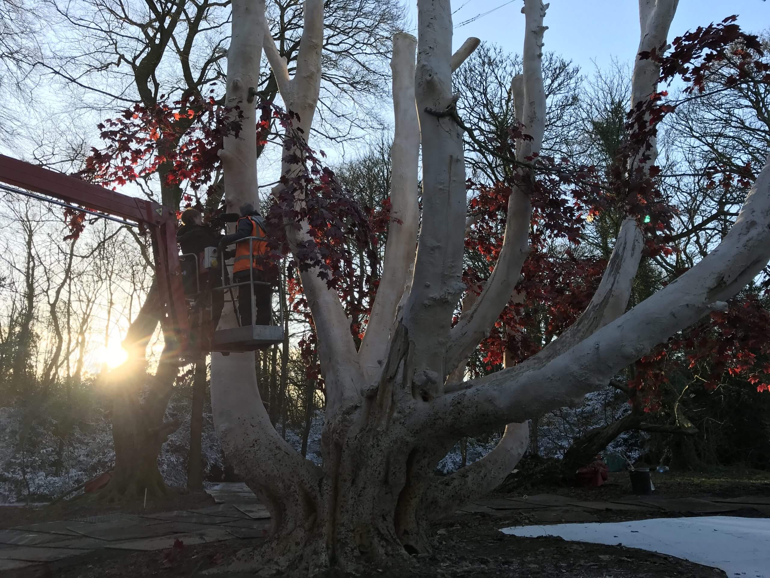 Production still from Game of Thrones: The Last Watch. Jeanie Finlay standing with her back to the camera. She is standing in a cherry picker's cradle and is filming The Godswood Tree, which has a massive white trunk and red leaves.