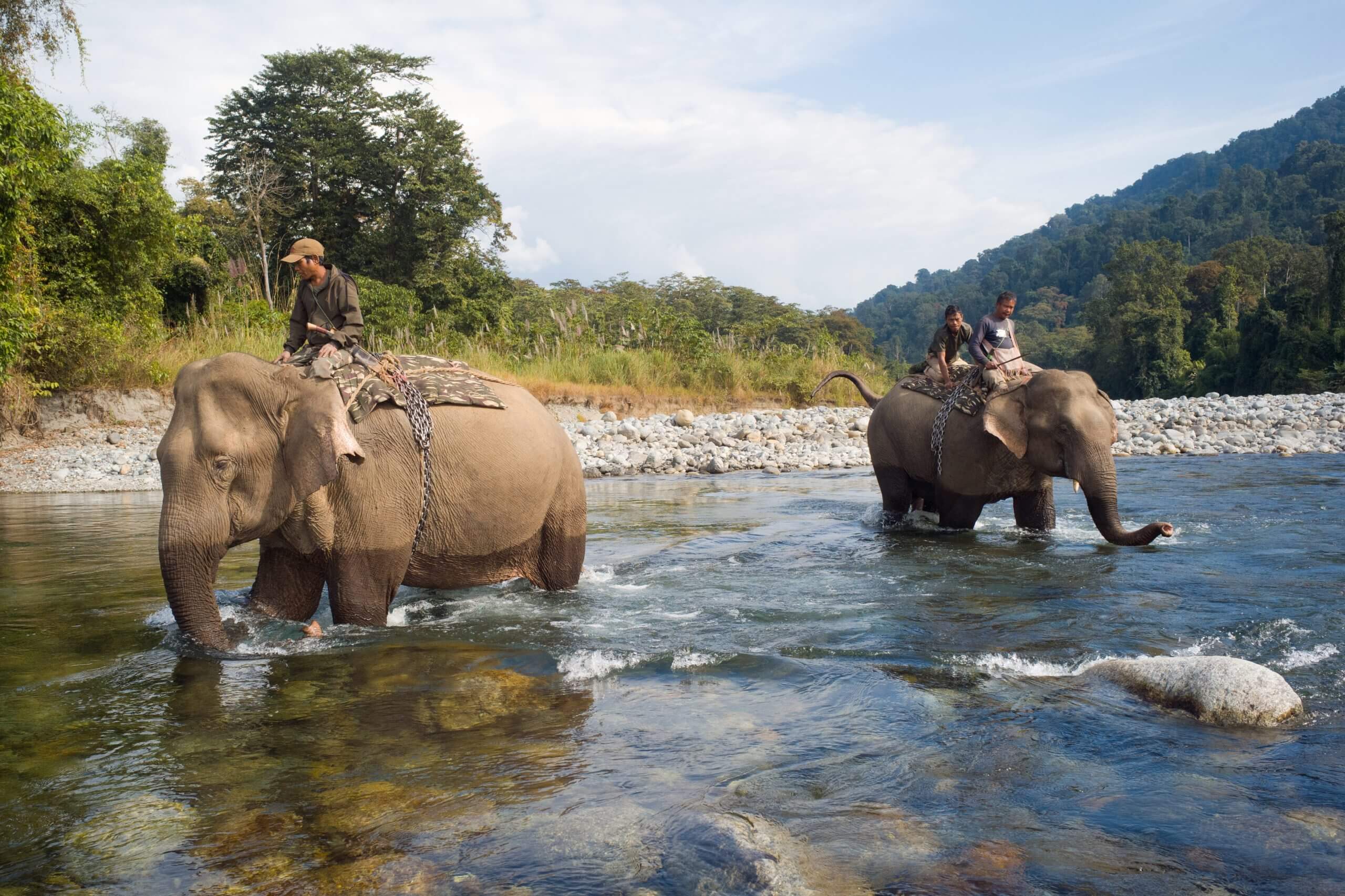 Scenes of an Indian forest with elephants crossing a river.