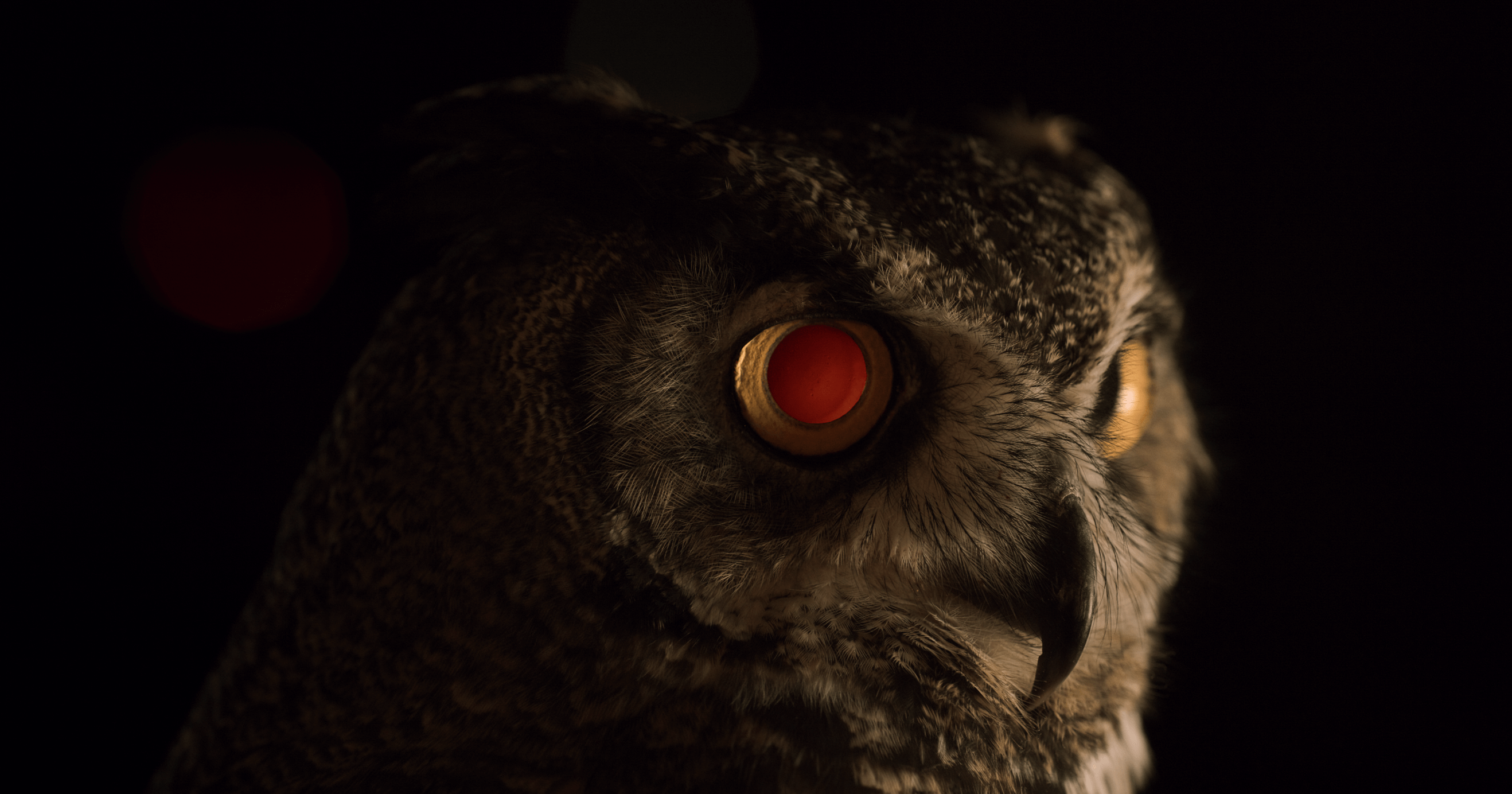 A close profile of an owl's face. One eye is distinctively red and machine-like.