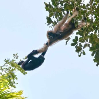 Mother hoolock gibbon helping subadult to cross tree canopy