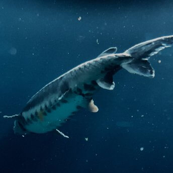 Image of a sturgeon swimming in blue water